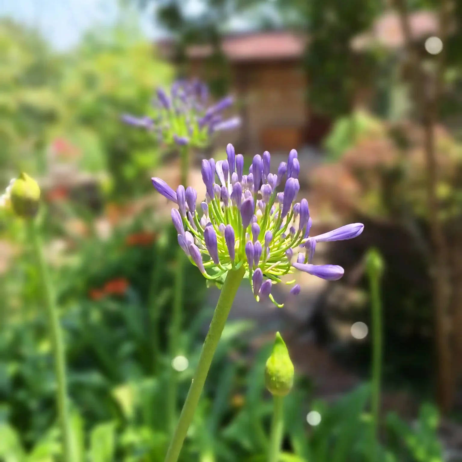 گل های متنوع در اقامتگاه